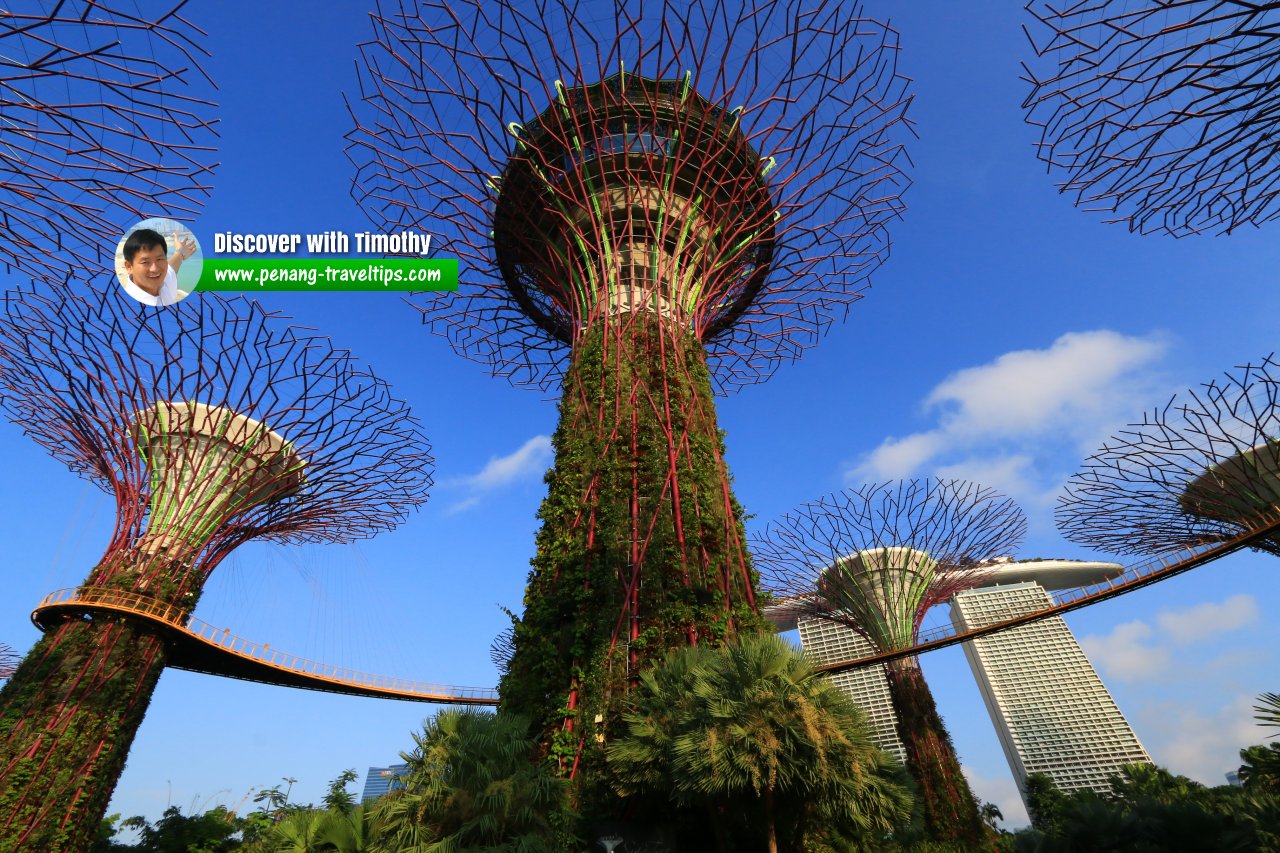 Supertrees at Gardens by the Bay