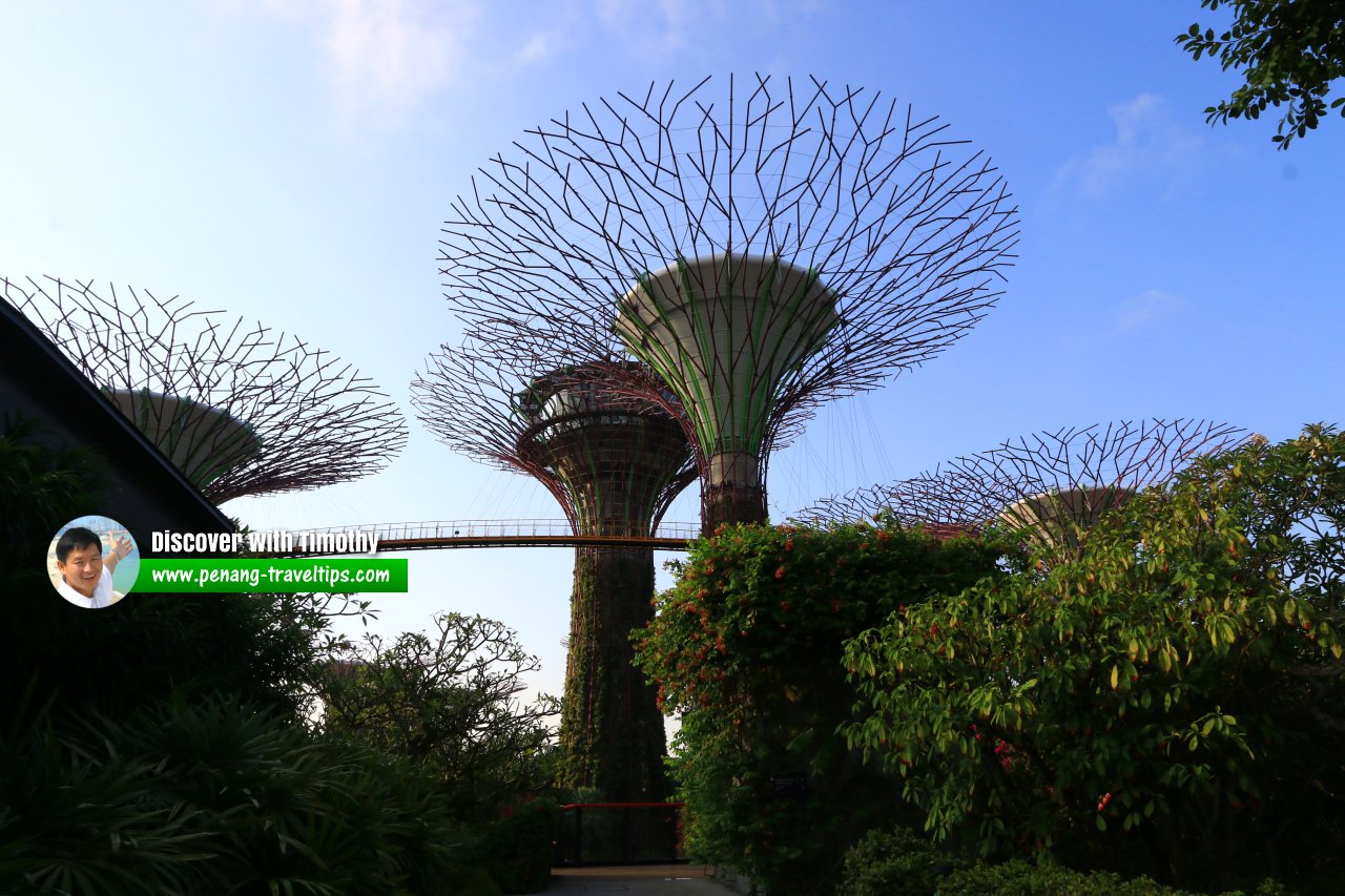 Supertrees at Gardens by the Bay