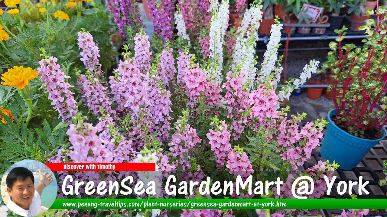 GreenSea GardenMart @ York