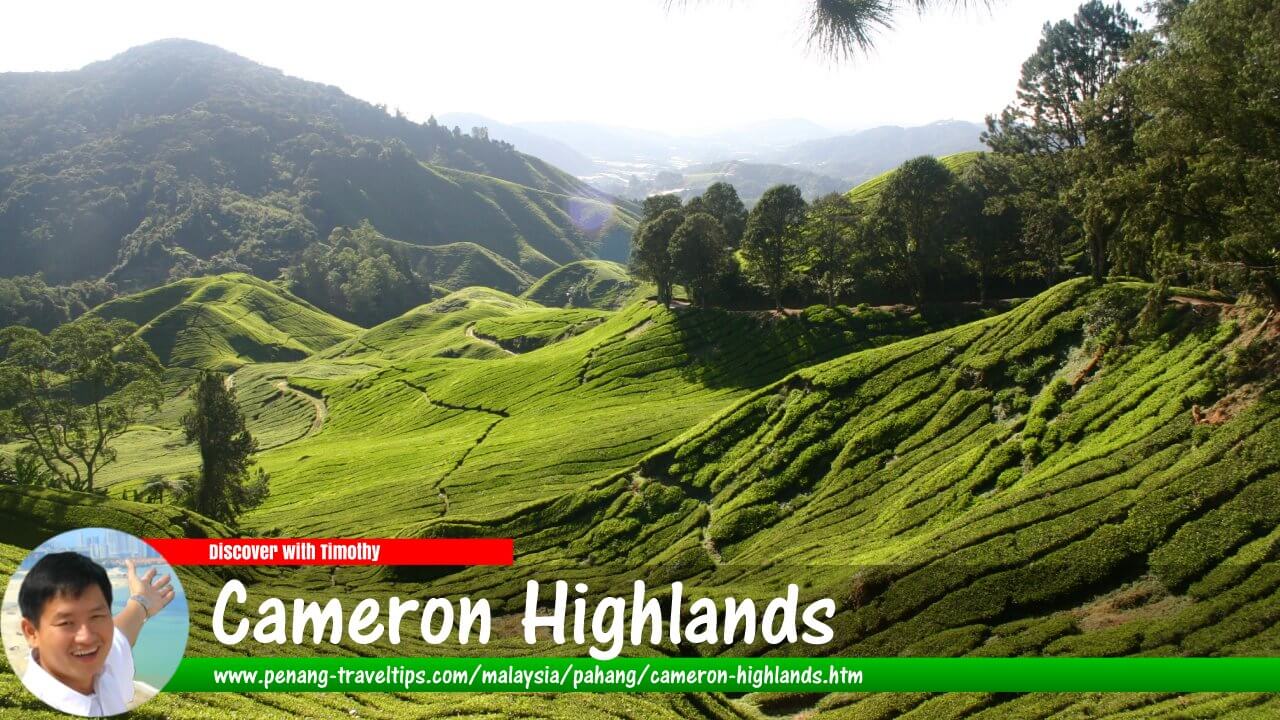 Cameron Highlands Travel Guide