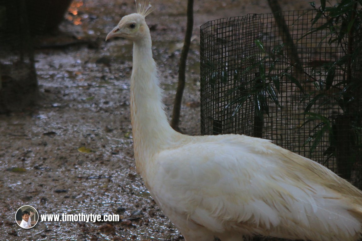 Langkawi Wildlife Park