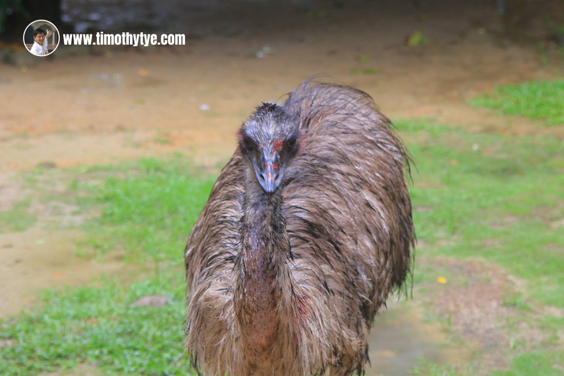 Langkawi Wildlife Park