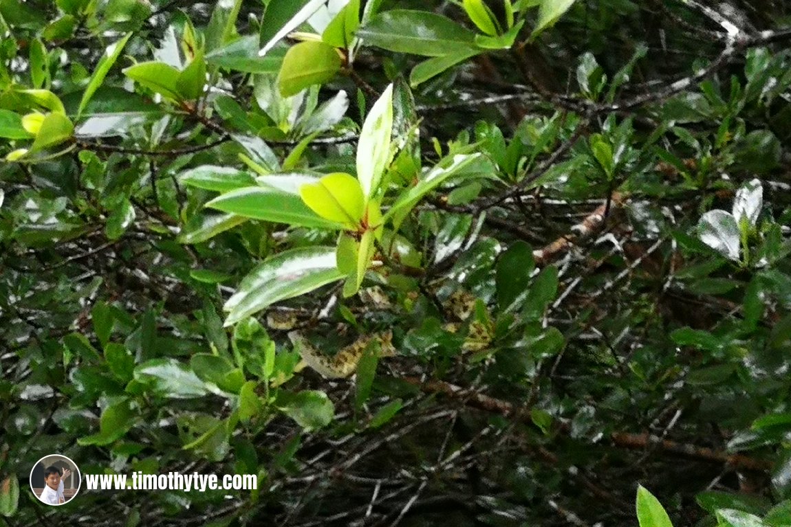 Mangrove Pit Viper in the trees at Kilim Geoforest Park