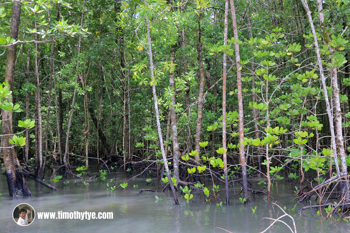 Mangrove trees at Kilim Geoforest Park