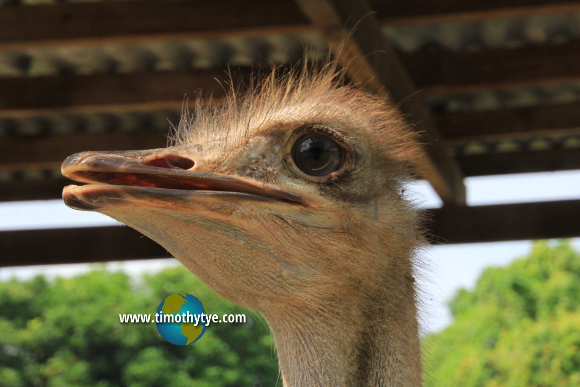 Jelita Ostrich Farm