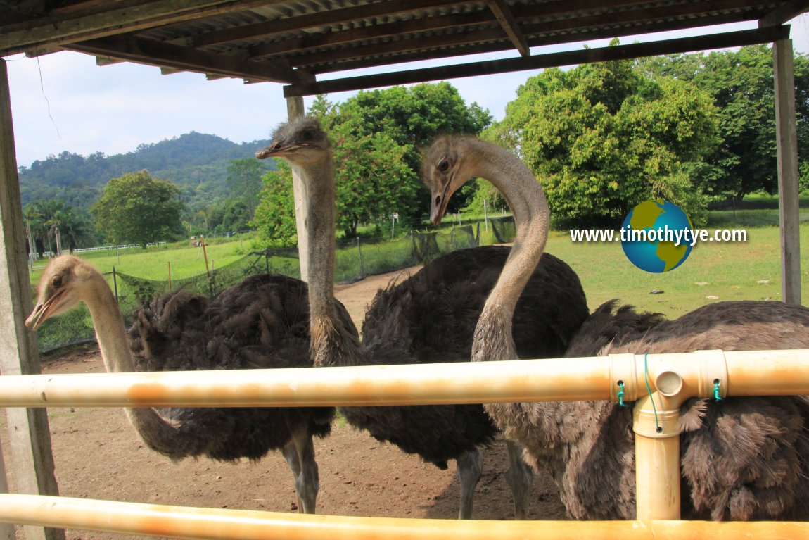 Jelita Ostrich Farm