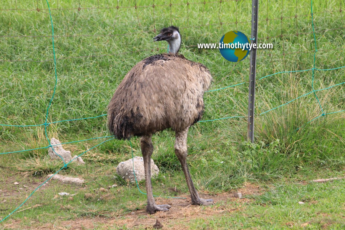 Jelita Ostrich Farm