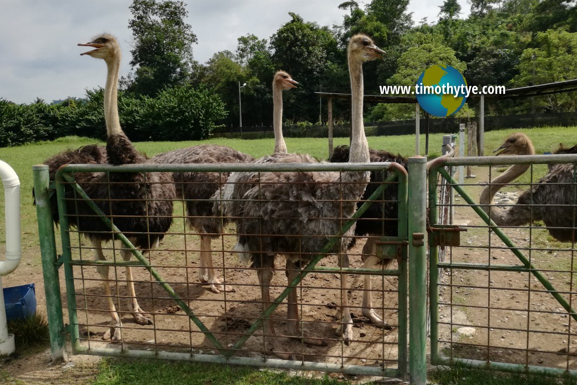 Jelita Ostrich Farm