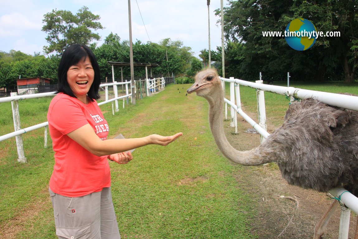 Jelita Ostrich Farm