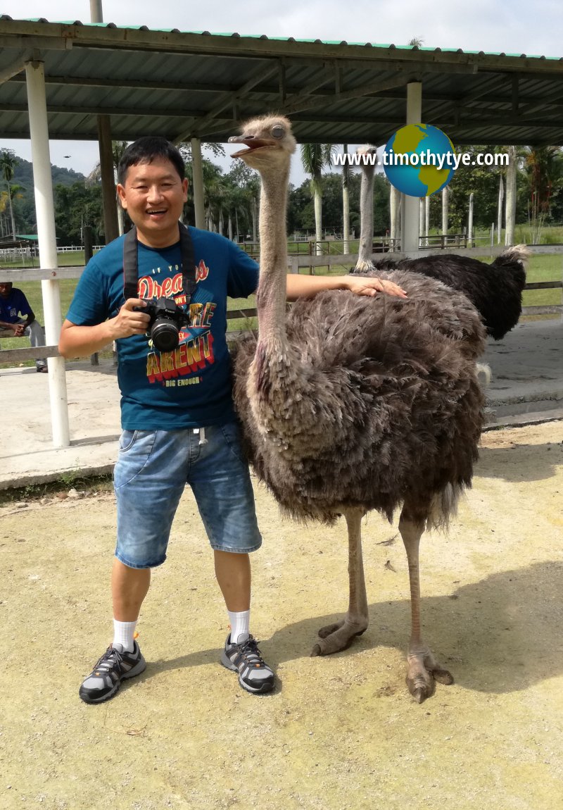 Jelita Ostrich Farm