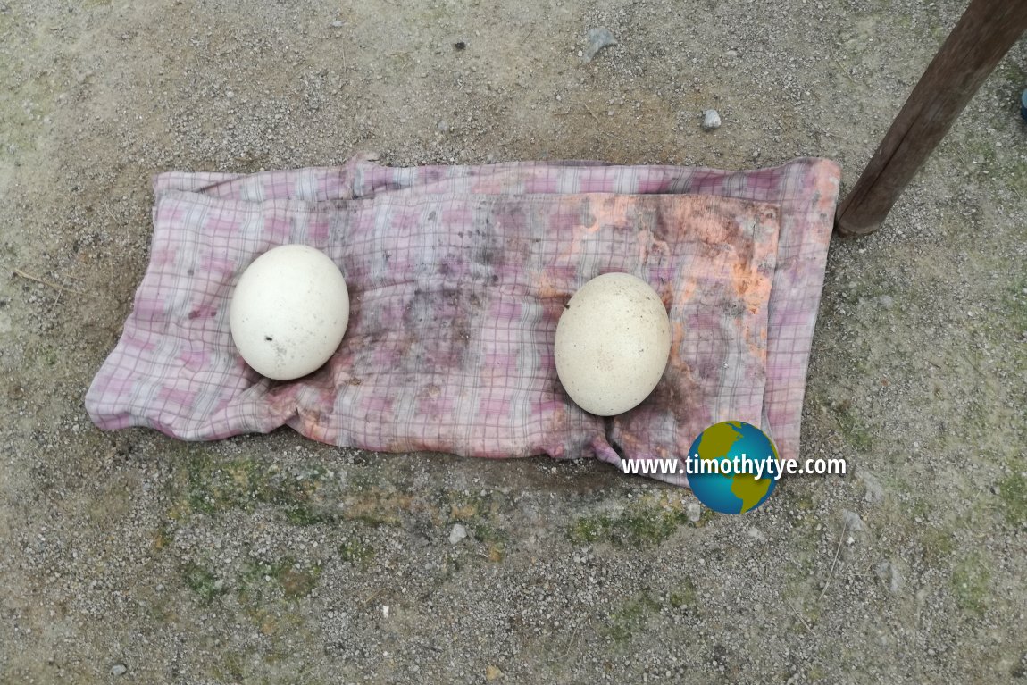 Ostrich eggs