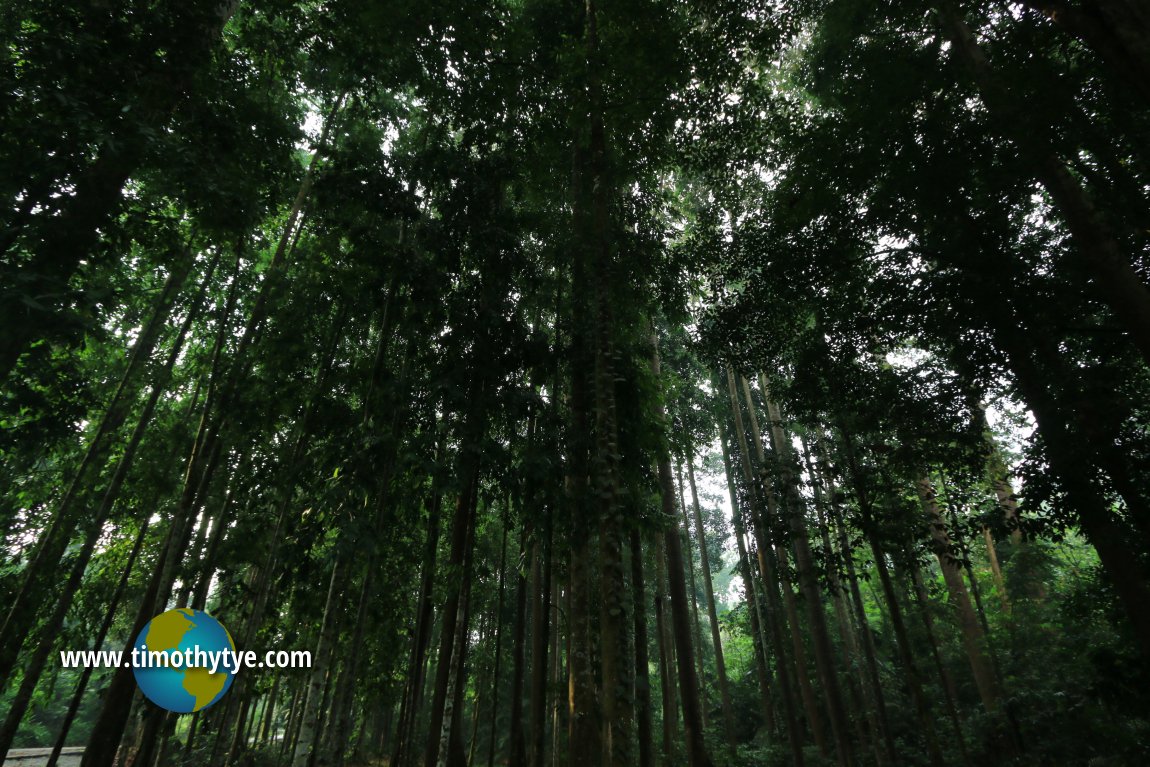 Forest Research Institute Malaysia