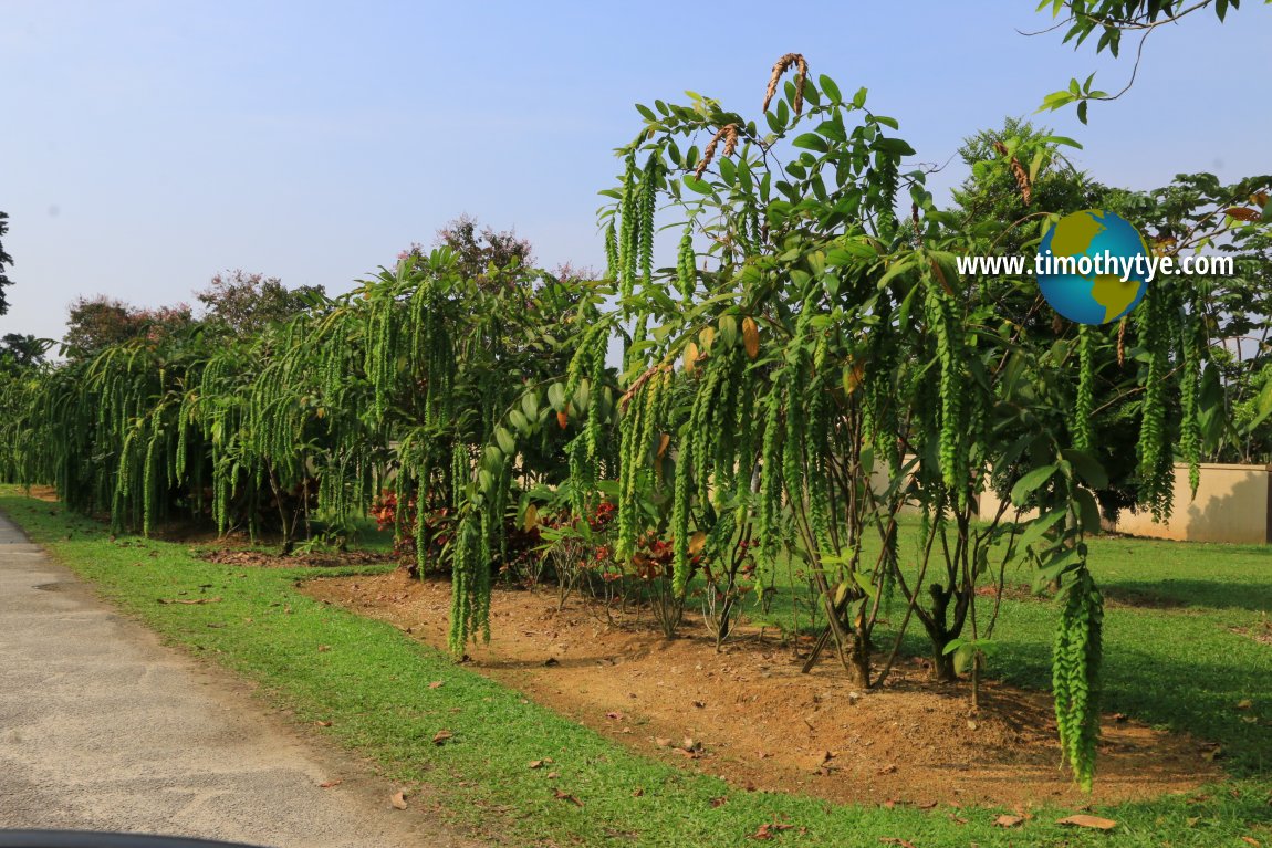 Taman Botani Kepong, Selangor