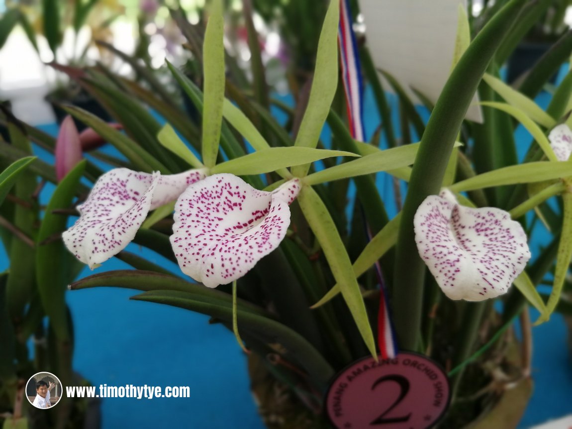 Penang Orchid Show 2018