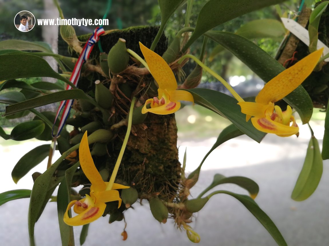 Penang Orchid Show 2018