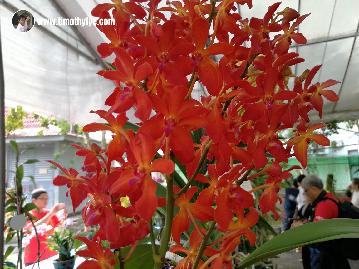 Penang Orchid Show 2018