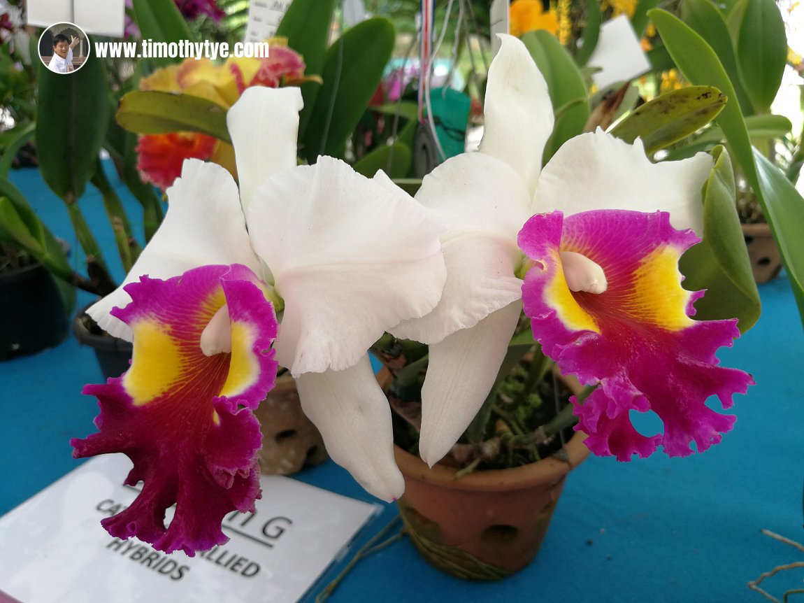 Penang Orchid Show 2018