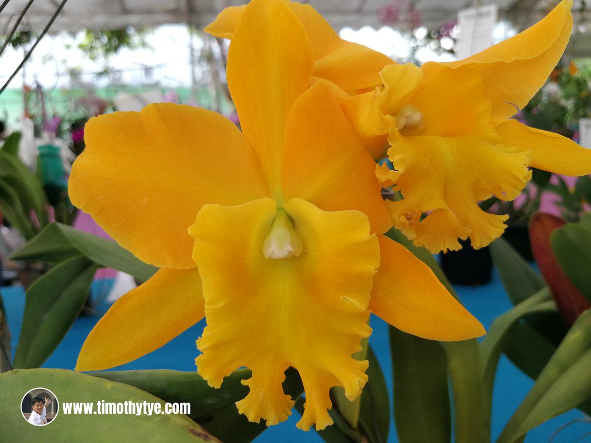 Penang Orchid Show 2018