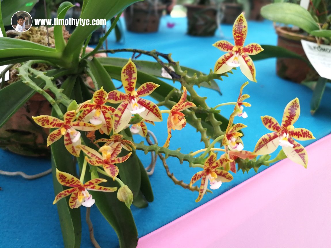 Penang Orchid Show 2018
