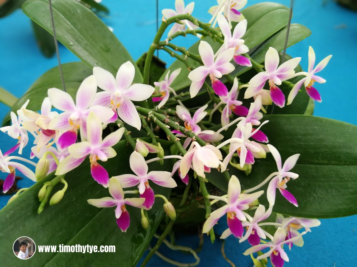 Penang Orchid Show 2018