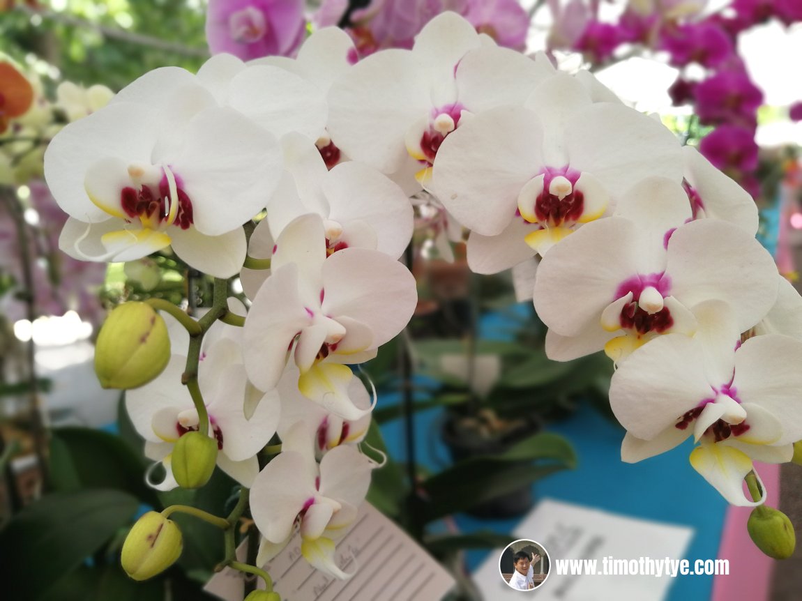 Penang Orchid Show 2018