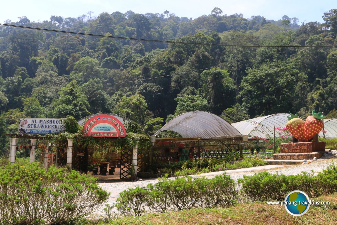 Al-Mashoor Strawberries, Cameron Highlands