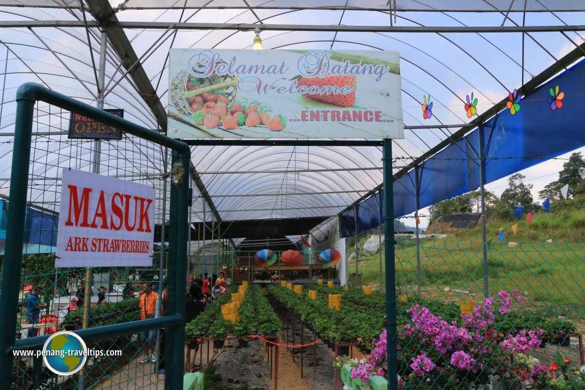 Ark Strawberries, Cameron Highlands