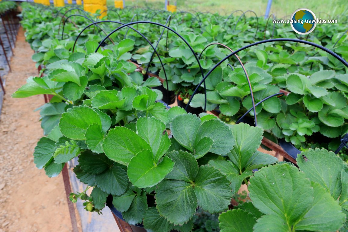 Ark Strawberries, Cameron Highlands