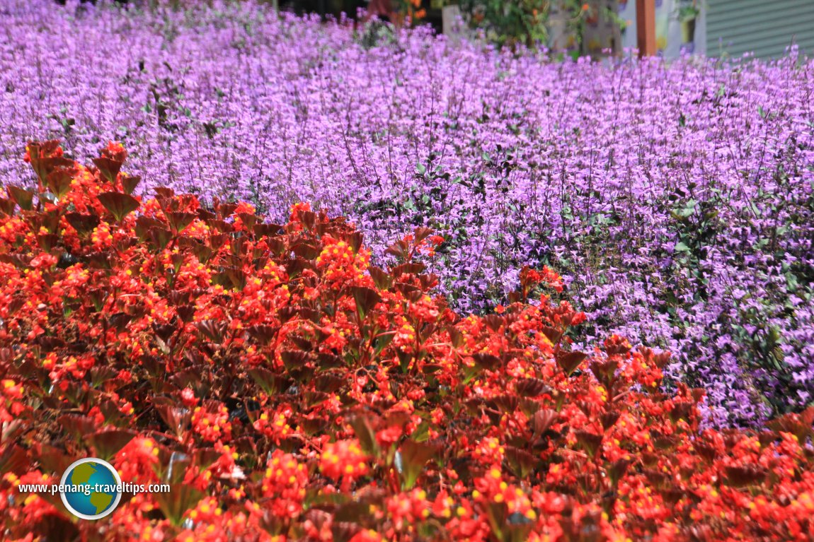 Begonia and Mona Lavender