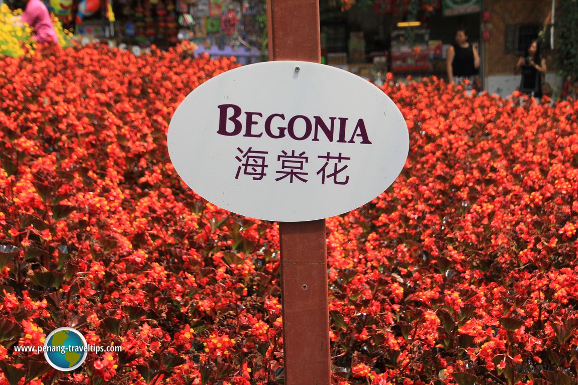 Begonia at Cameron Lavender Garden