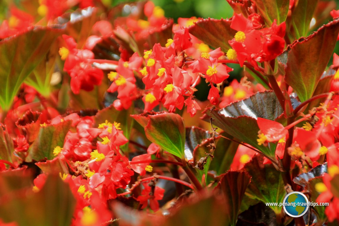 Begonia at Cameron Lavender Garden