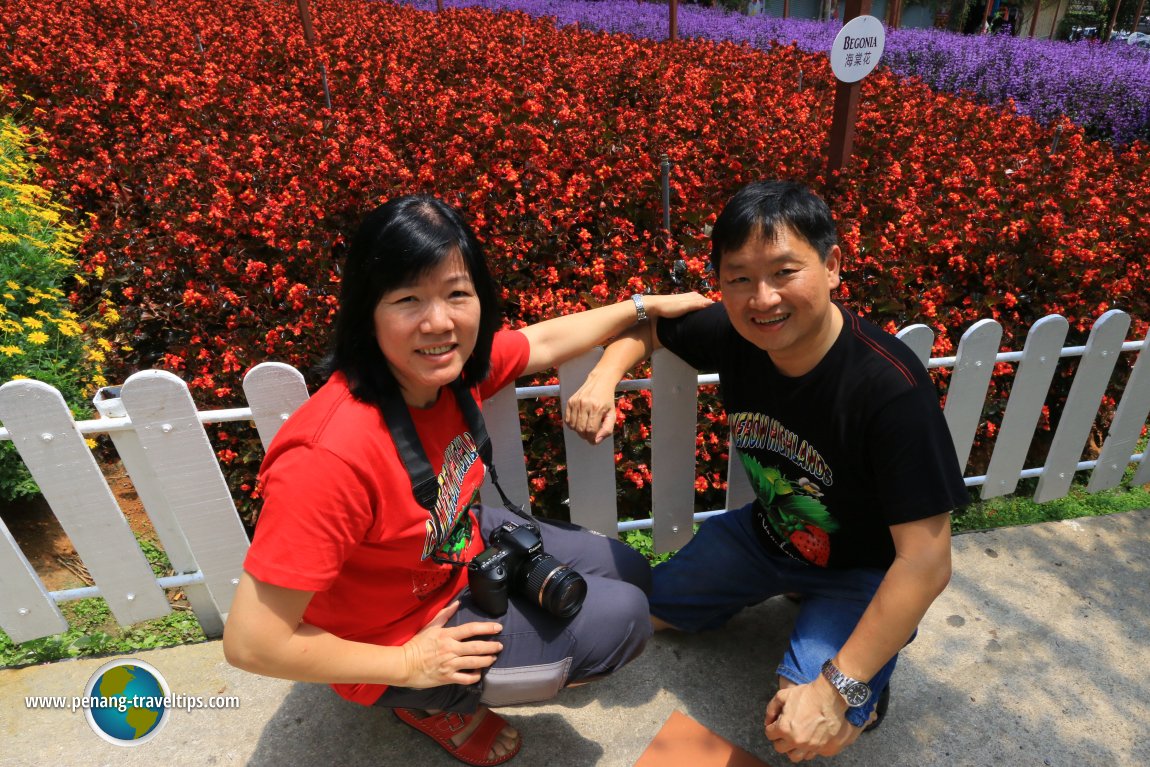 Begonia field at Cameron Lavender Garden