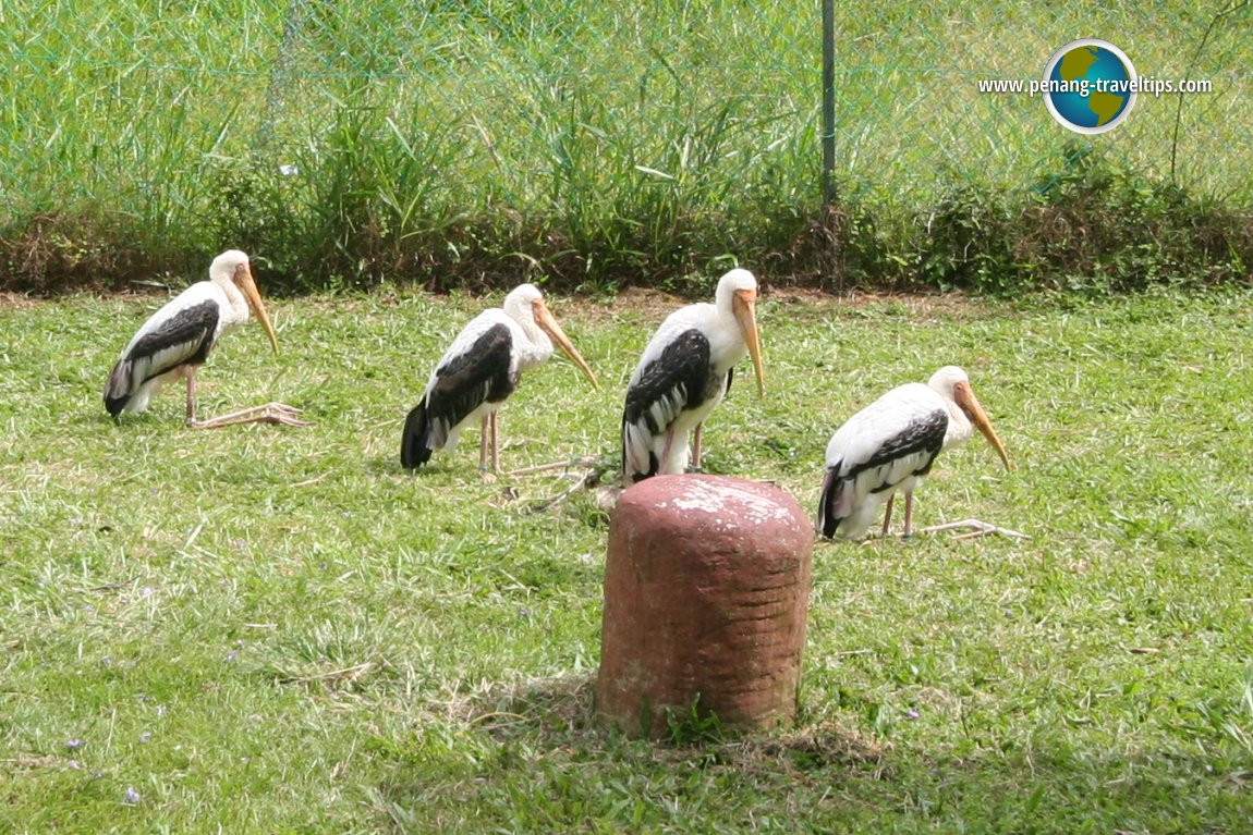 Painted Stock, Bukit Tinggi Animal Park