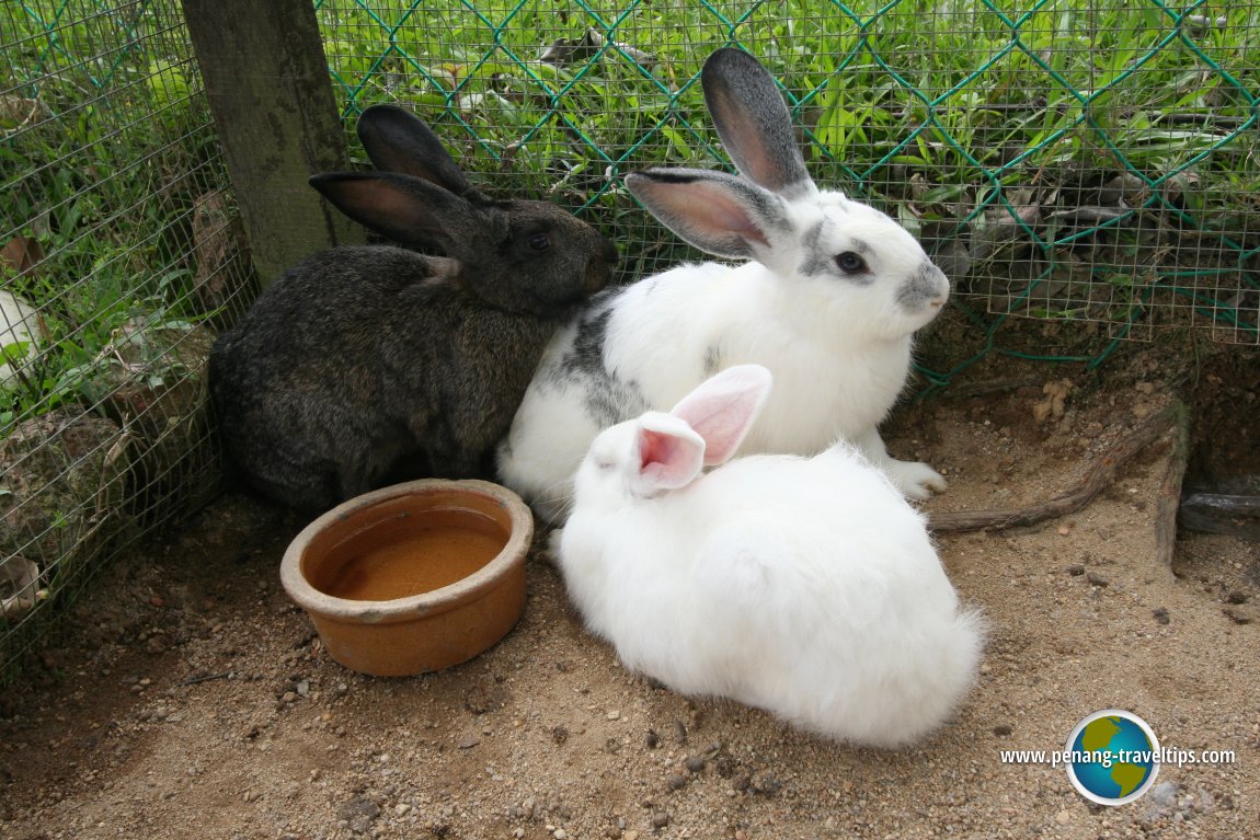 Rabbits at the Bukit Tinggi Animal Park
