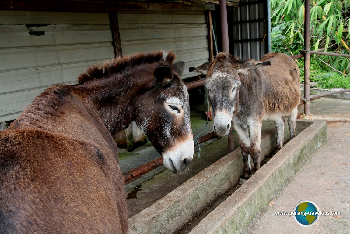 Donkeys at the Bukit Tinggi Animal Park