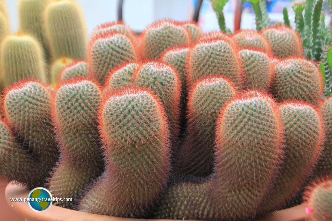 Cactus Point, Cameron Highlands