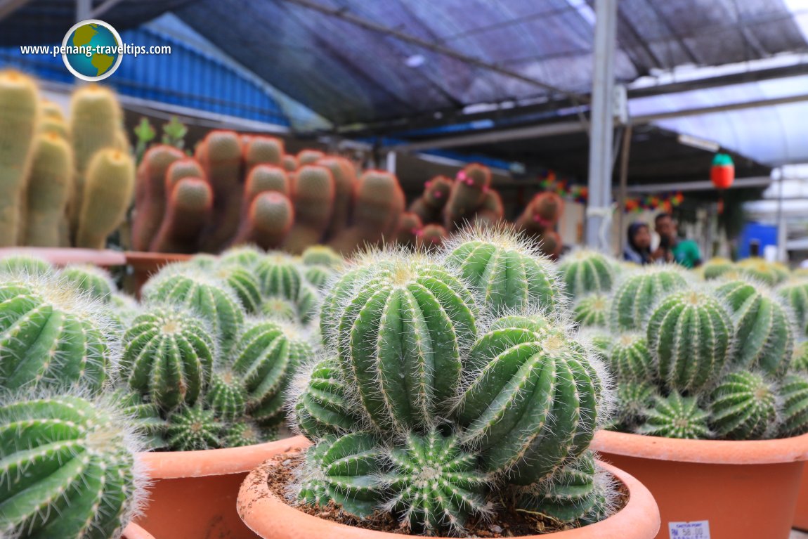 Cactus Point, Cameron Highlands