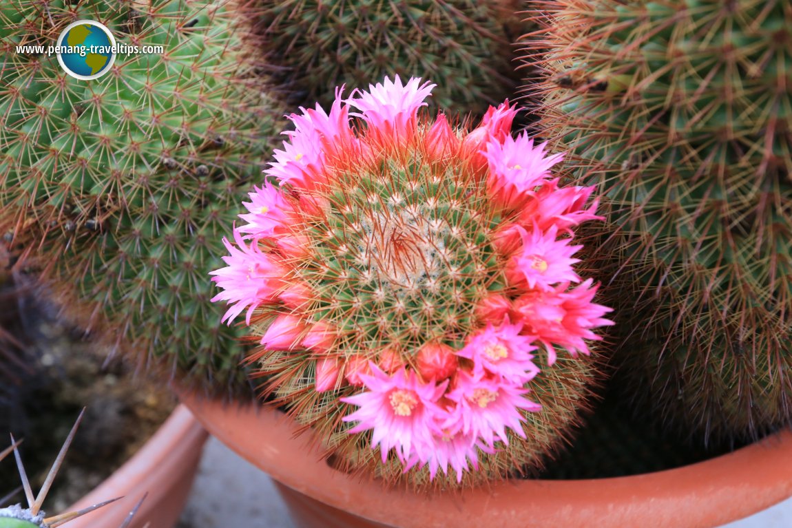 Cactus Point, Cameron Highlands