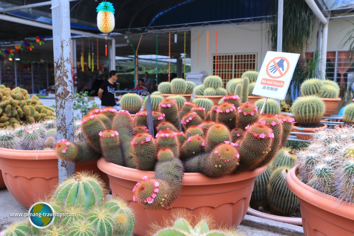 Cactus Point, Cameron Highlands