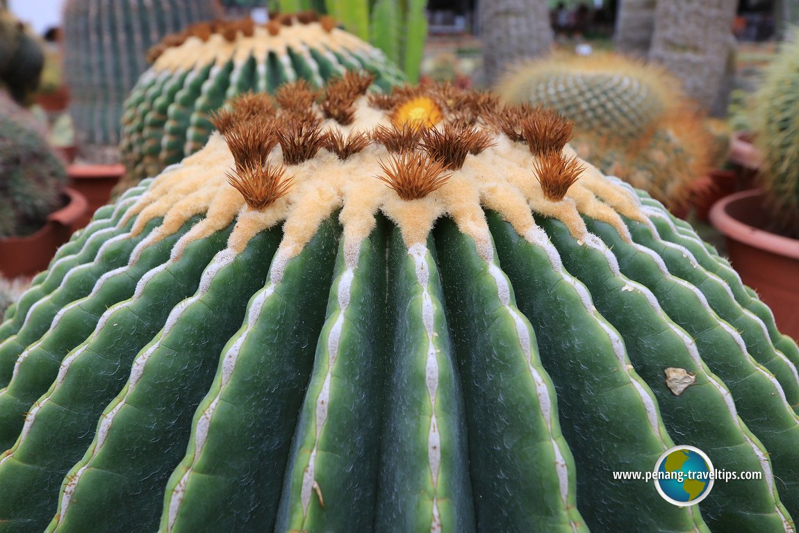 Cactus Point, Cameron Highlands