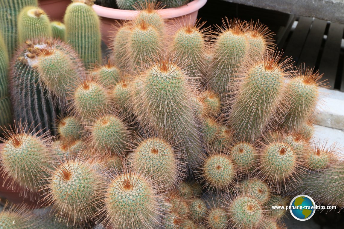 Cactus Point, Cameron Highlands