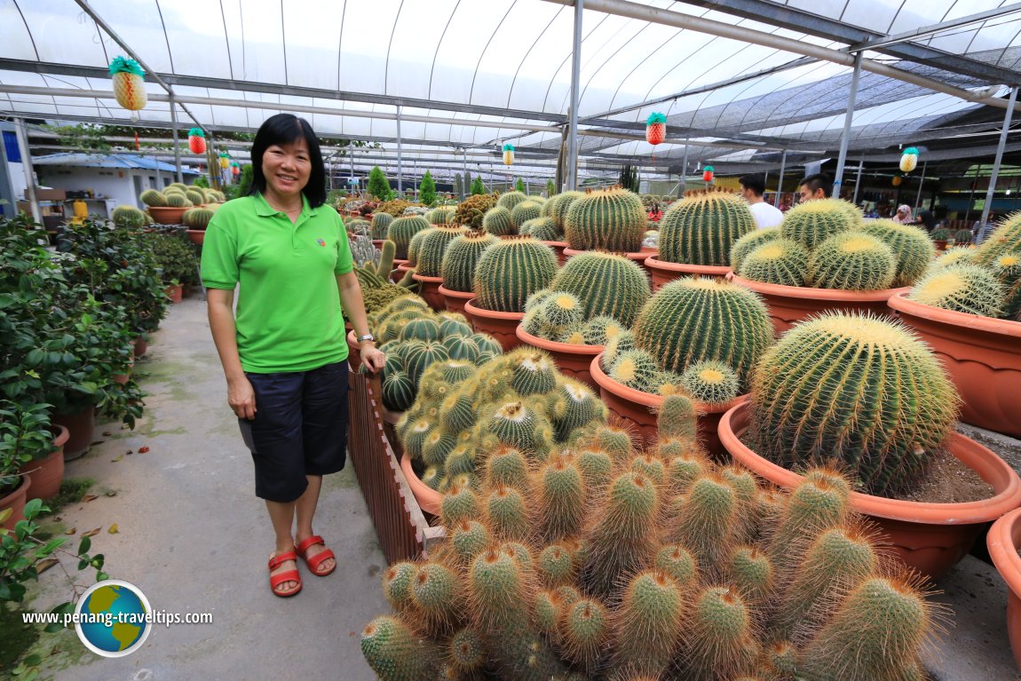 Cactus Point, Cameron Highlands