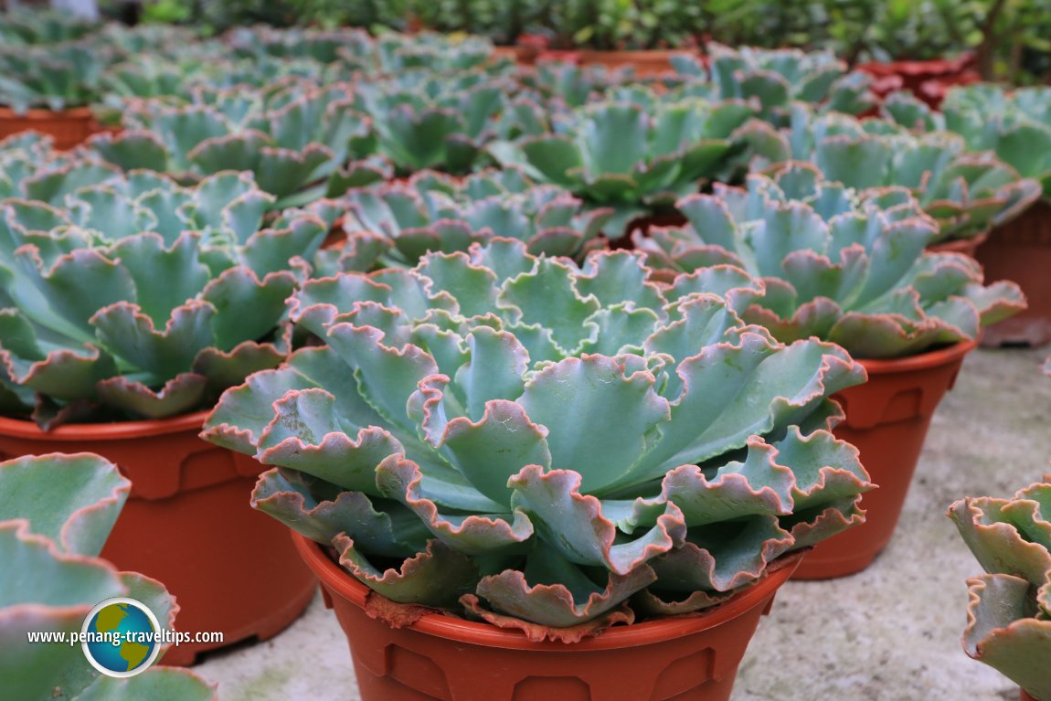 Cactus Point, Cameron Highlands