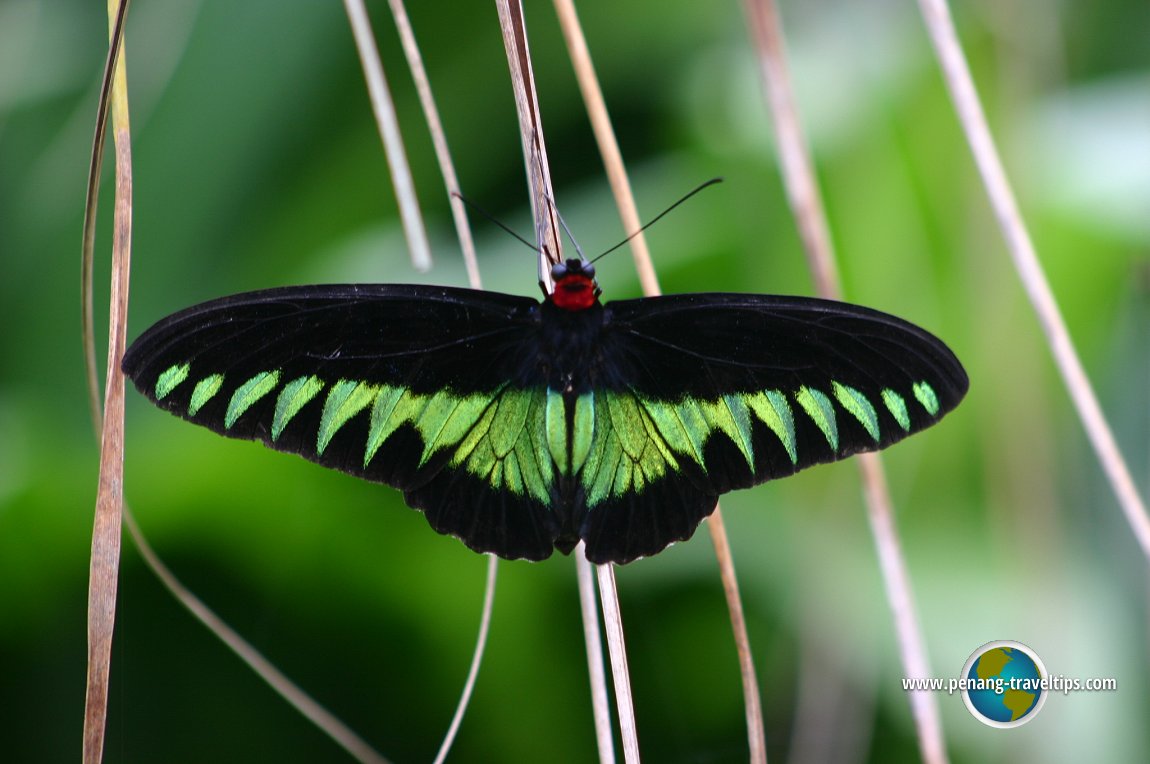 Cameron Highlands Butterfly Garden