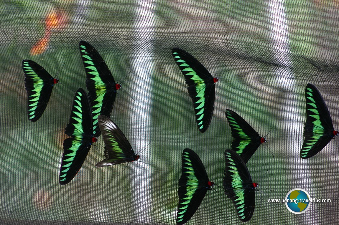 Cameron Highlands Butterfly Garden
