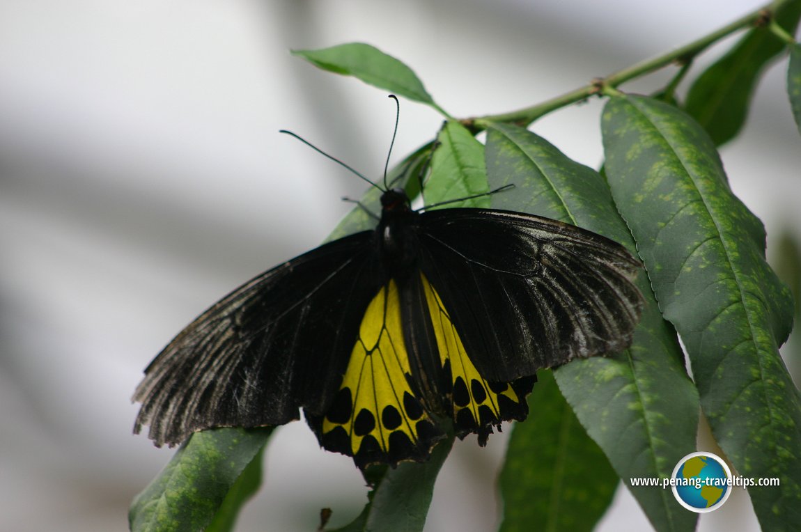 Cameron Highlands Butterfly Garden