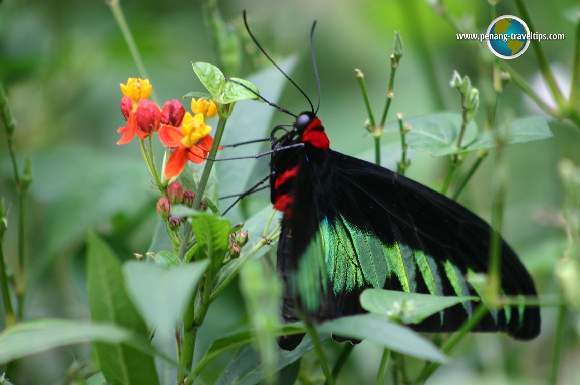 Cameron Highlands Butterfly Garden