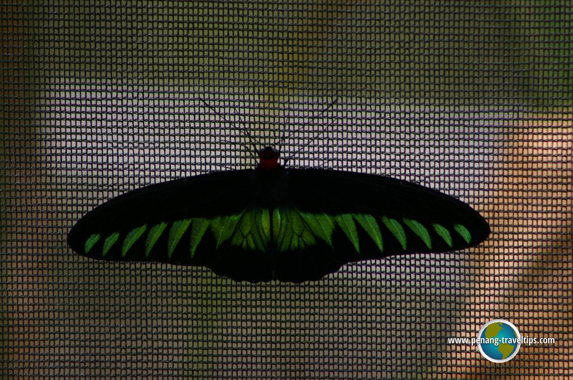 Cameron Highlands Butterfly Garden