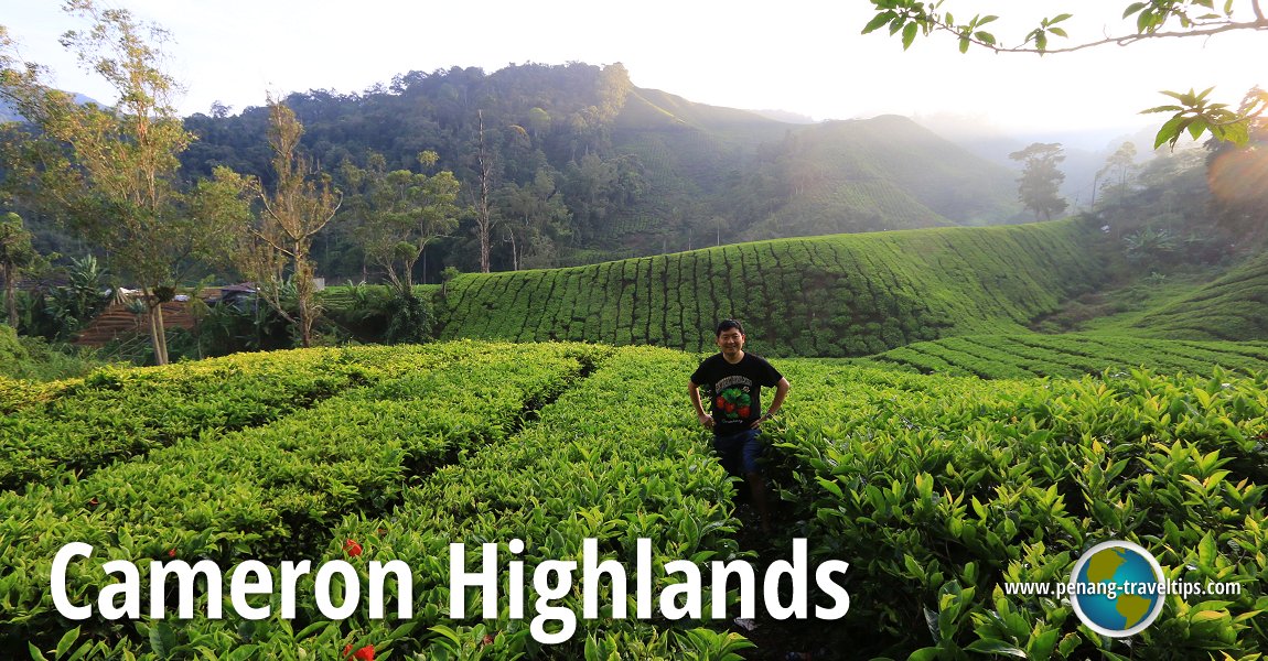 Discover Cameron Highlands