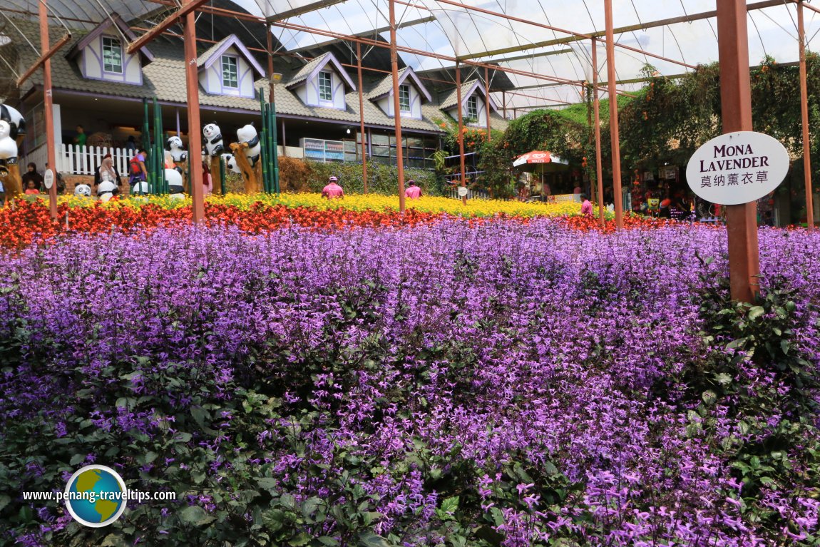 Cameron Lavender Garden